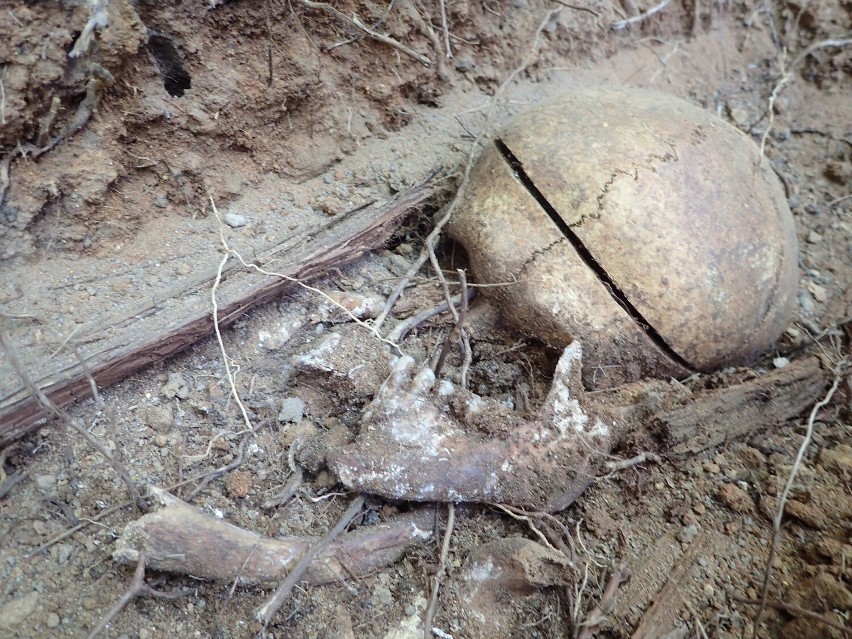 W Szprotawie odkopano mogiłę, w której spoczywały szczątki...