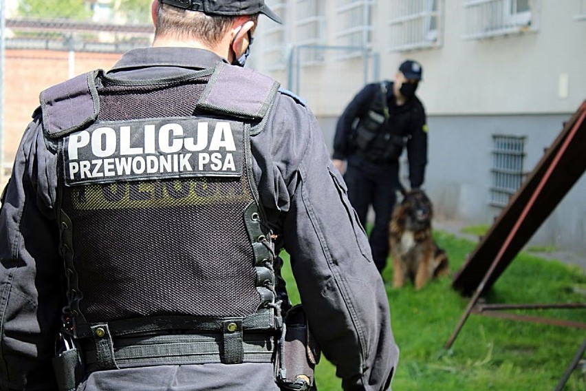 Policja Bielsk Podlaski. Przewodnicy i ich psy ćwiczyli pościgi i konwojowanie [zdjęcia]