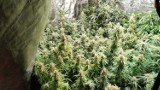 Policja namierzyła plantację marihuany w Jaworznie.  W sprawie zatrzymano 32-letniego mężczyznę