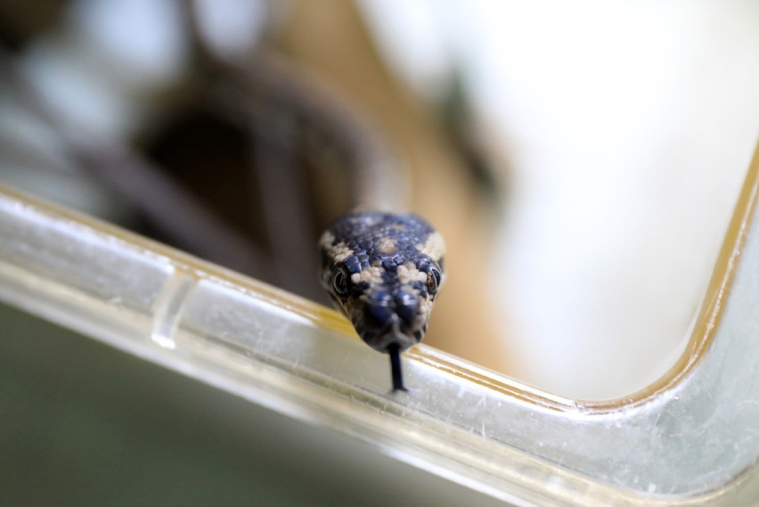 Pytony, które przyszły na świat w Ogrodzie Zoobotanicznym....