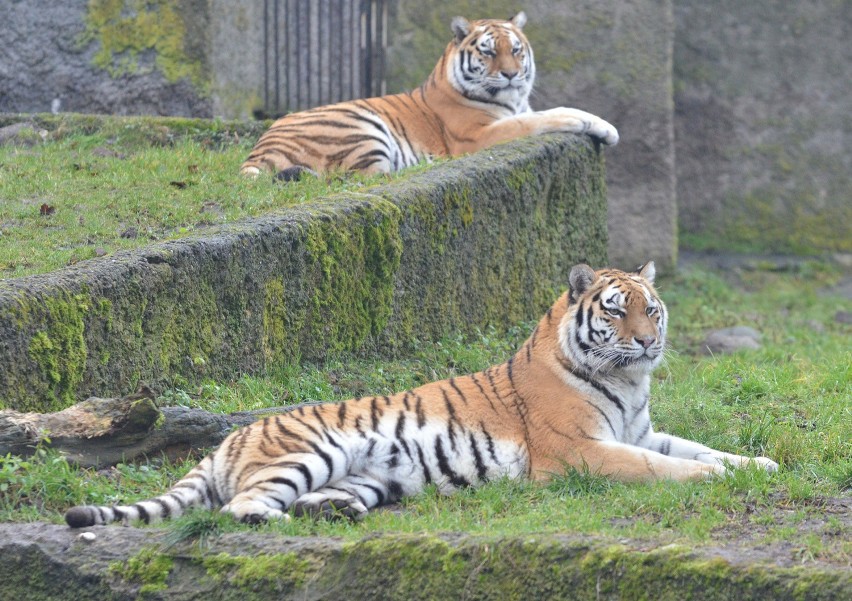 Łódzkie zoo zaprasza na 77 urodziny ogrodu.