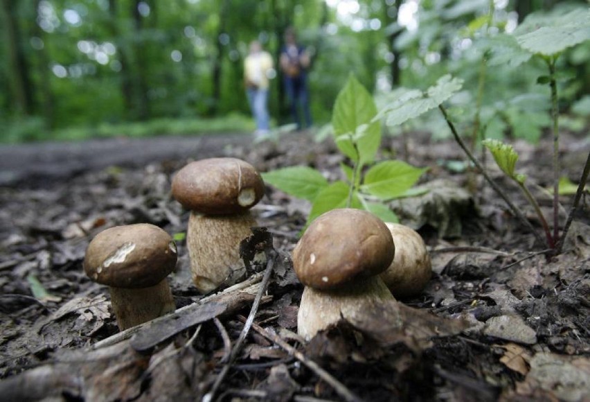 Miłośnicy grzybów ruszyli do lasów. Górowscy policjanci przestrzegają, aby nie popełniać błędów z ubiegłych lat i nie zgubić się w lesie