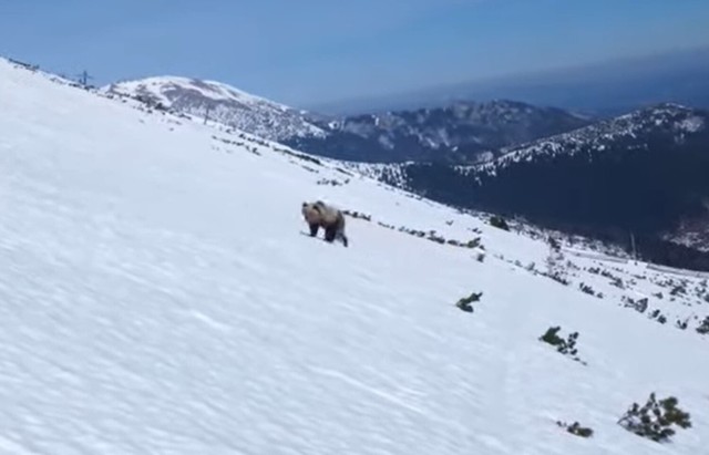 Słowacki snowboardzista napotkał na swojej drodze niedźwiedzia. Całe spotkanie nagrał