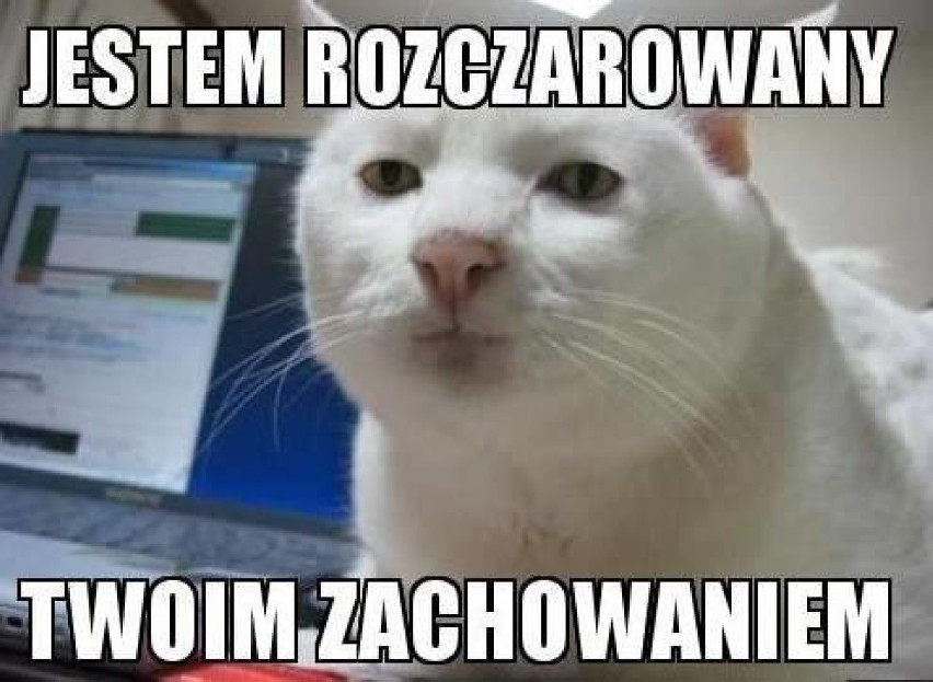 To koty hodują ludzi i rządzą światem. Internet ma na to co...