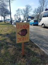 Przy drogach w Katowicach pojawiły się kolejne tabliczki "Uwaga jeże!". Postawiono też znaki pomalowane na kolory ukraińskiej flagi