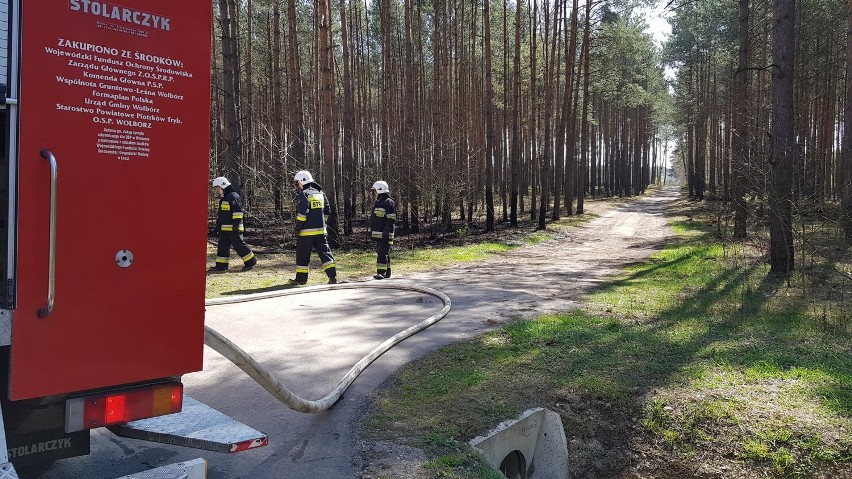 Pożar lasu między Wolborzem a Młoszowem. W akcji brały...