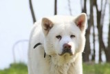 Zaginął pies rasy akita. Yuki ma 13 lat. Czeka nagroda