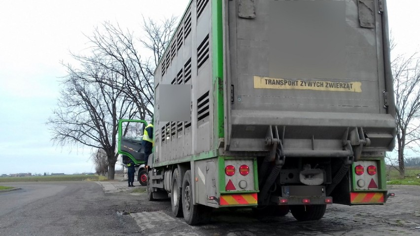 Jutrosin. Inspektorzy skontrolowali ciężarówki z żywcem w Grąbkowie. Akcja ma na celu przeciwdziałanie rozprzestrzenianiu się ASF [ZDJĘCIA]