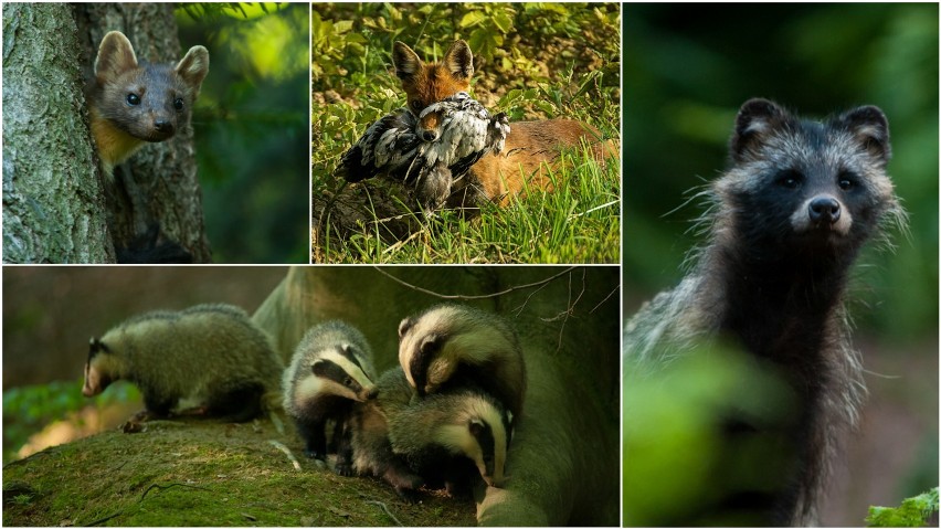 Zwierzęta z podtarnowskich lasów i pól w obiektywie przez Włodzimierza Stachonia, speca od fotografowania przyrody