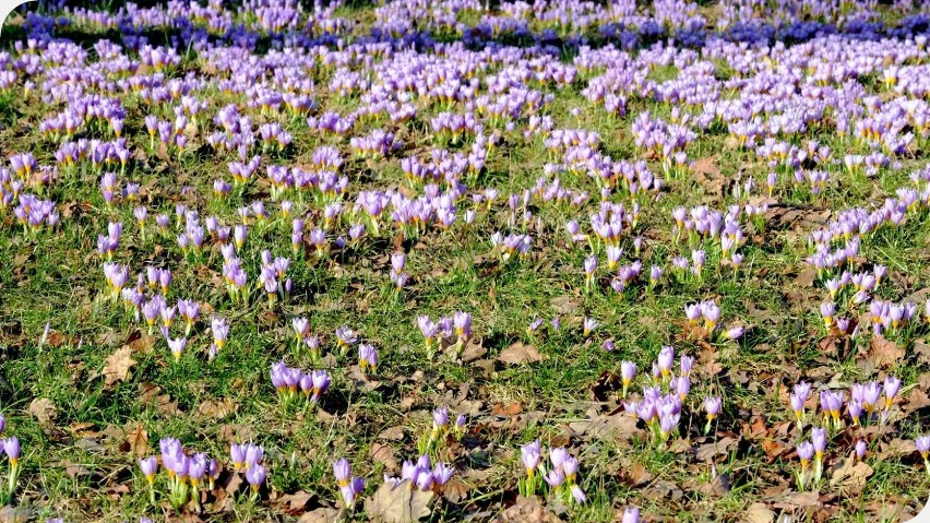 Kwitnący park Jagielloński w Stargardzie. Pięknie to wygląda 