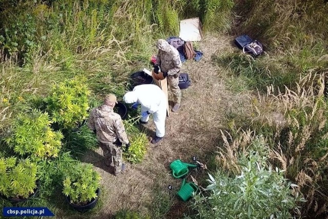 Na zdjęciach widoczne są konewki i wiaderka. To one wypadły z rąk "ogrodnikom" z Chełmży podczas akcji CBŚP na plantacjach. Młodzieńcy pracy wypierać się zatem nie mogą. Do udziału w grupie przestępczej się jednak nie przyznają.