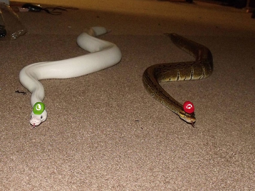Duże węże w małych kapeluszach. Sposób na oswojenie strachu? [ZDJĘCIA]