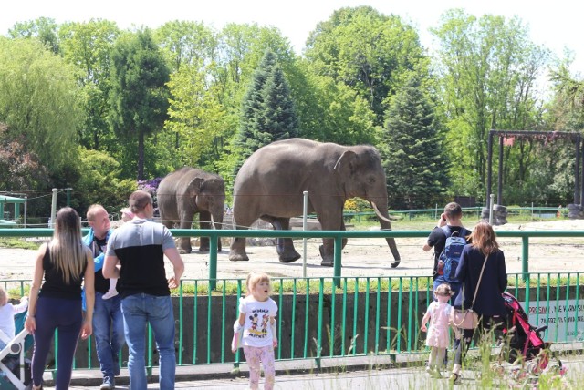 Zwierzęta śląskiego zoo czekają na zwiedzających. Zobacz kolejne zdjęcia/plansze. Przesuwaj zdjęcia w prawo - naciśnij strzałkę lub przycisk NASTĘPNE