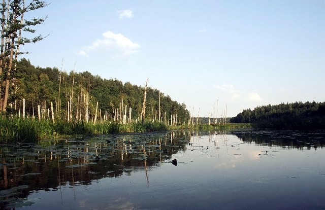 Rospuda pomiędzy Jeziorem Okrągłym a Sumowo Bakałarzewskie, koło wsi Kotowina