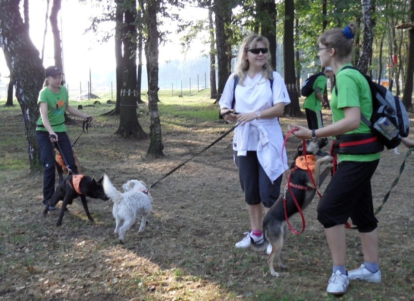 Tutaj rok 2013 i II Tyski Dogtrekking. Zdjęcia poglądowe.