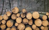 Wpadli na gorącym uczynku, gdy w lesie pod Głogowem ścinali drzewa. Zdążyli wyciąć 13 sztuk. Trzech mężczyzn w areszcie