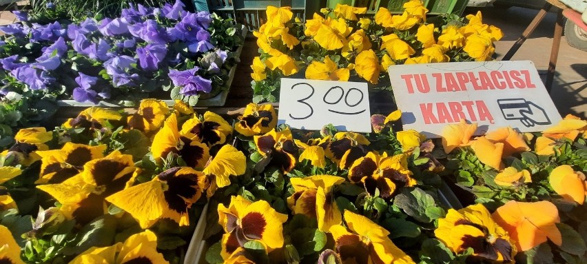 Można już kupować wiosenne kwiaty na balkon czy rabatkę...