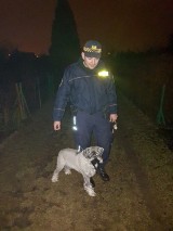 Strażacy wspólnie z policjantami odzyskali psa skradzionego przed sklepem w Wejherowie