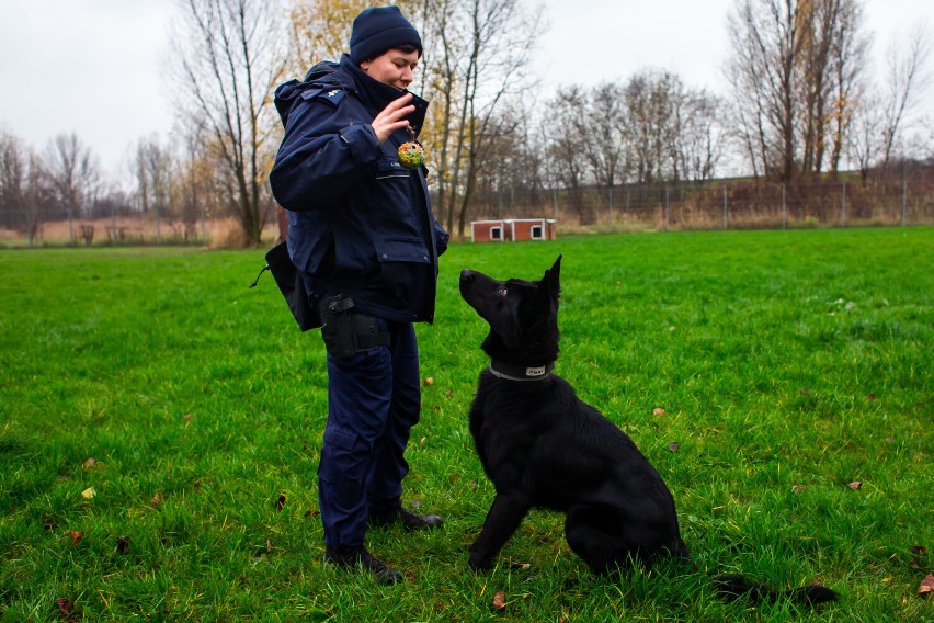 Psy na służbie z Komendy Stołecznej Policji