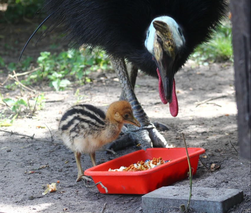 W Warszawskim Zoo wykluł się kazuar hełmiasty
