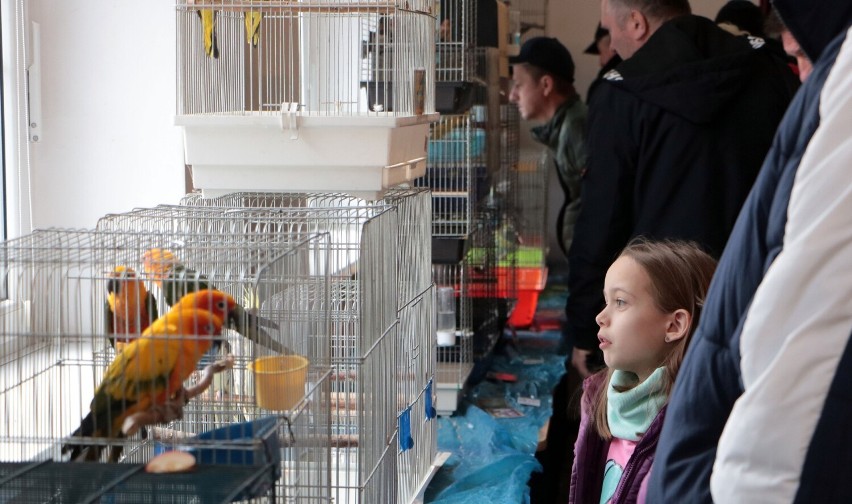 Wystawa ptaków w  Ognisku Pracy Pozaszkolnej w Grudziądzu