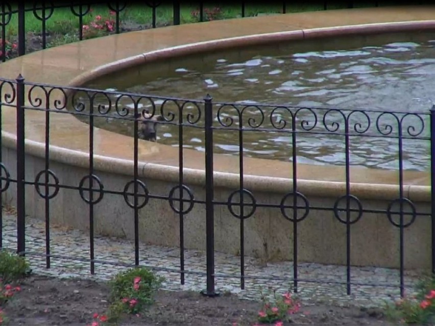 Wejherowscy strażnicy apelują, aby nie kąpać się w fontannach