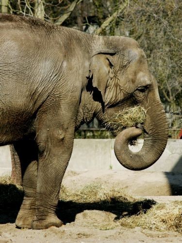 W Tajlandii trwa właśnie Święto Słonia