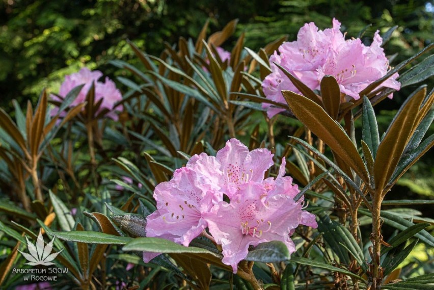 Maj i czerwiec to najpiękniejsze miesiące, zwłaszcza w rogowskim Arboretum