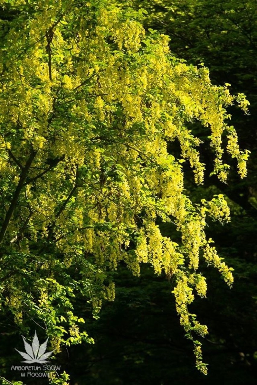 Maj i czerwiec to najpiękniejsze miesiące, zwłaszcza w rogowskim Arboretum