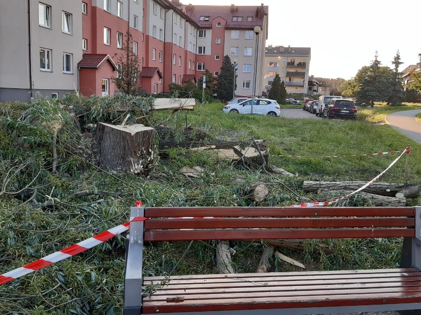 Została sterta drewna. Kolejna wycinka w Goleniowie