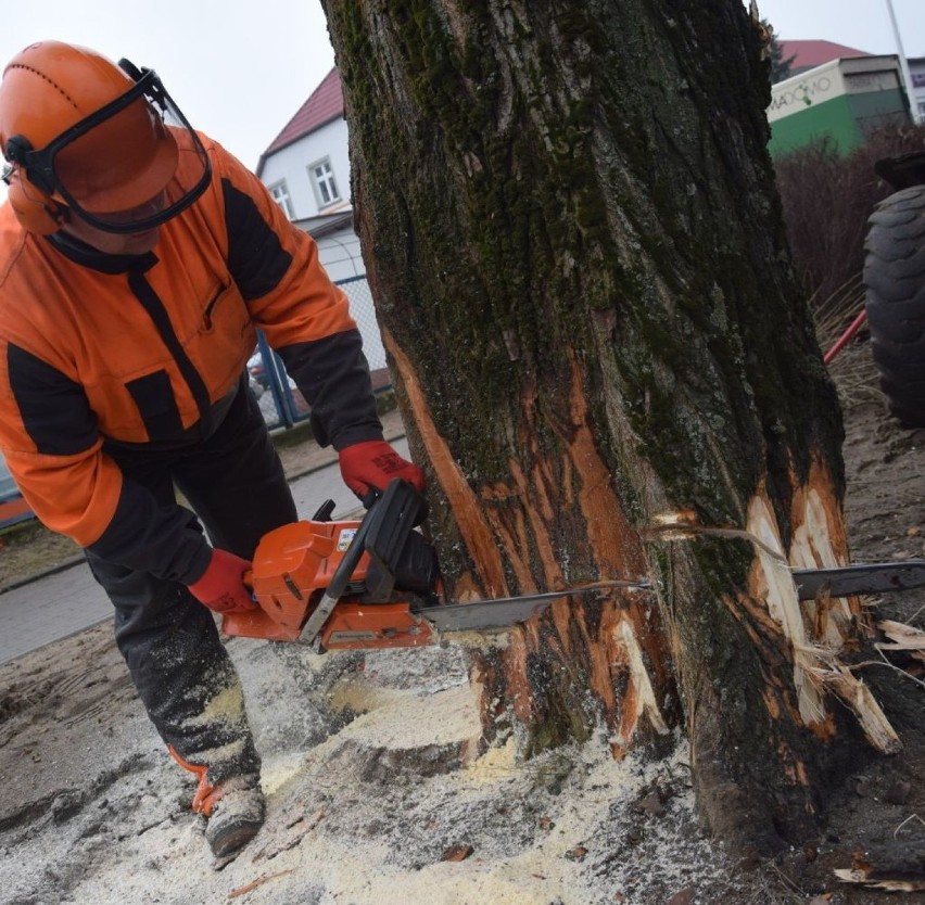 Ponad 20 tysięcy złotych naliczono gminie Pątnów za wycięcie trzech zdrowych drzew
