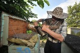 Choroba pszczół: W pasiece w Baldramie u pszczół stwierdzono zgnilca amerykańskiego