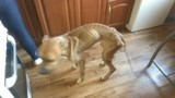 Bytom: Pies w ciężkim stanie. Był głodzony? Sprawa trafi do prokuratury [ZDJĘCIA]
