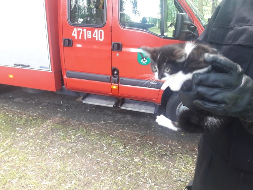 Jastrzębie: strażacy ściągali kota z drzewa [ZDJĘCIA]