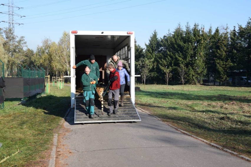 Dziewięć tygrysów, które przez ponad tydzień podróżowały z...