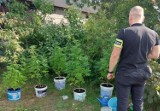 Plantacja marihuany w gminie Świnice Warckie. Mężczyzna usłyszał zarzuty
