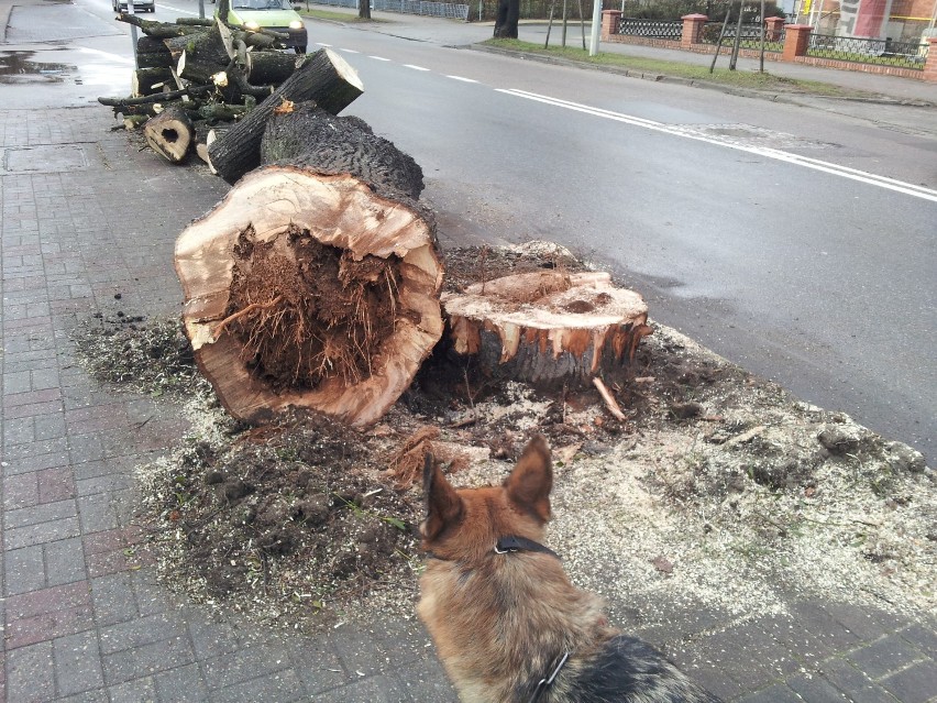 Wycięte drzewa w Wejherowie