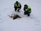 Ranne sarny i łabędzie trafiają po ataku zimy do Pogotowia Leśnego w Mikołowie