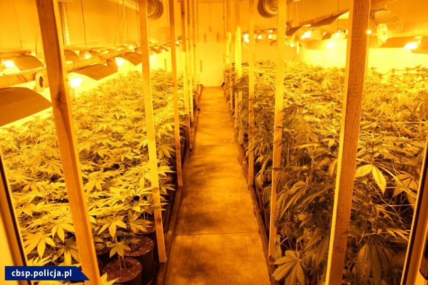 Ogromna plantacja marihuany zlikwidowana. Rosło na niej ponad 1100 krzewów konopi, o uprawę których podejrzewa się dwóch 30-latków [ZDJĘCIA]