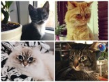 Oto Wasze kociaki. Koty naszych Internautów na Dzień Kota 2019 [zdjęcia]