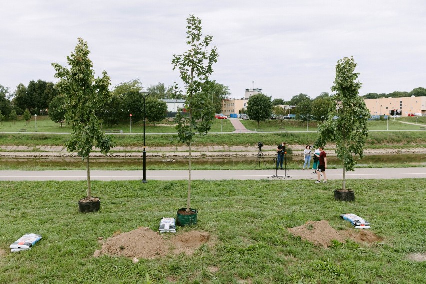 Mieszkańcy Rzeszowa sadzą drzewa. Zobacz zdjęcia naszego fotoreportera