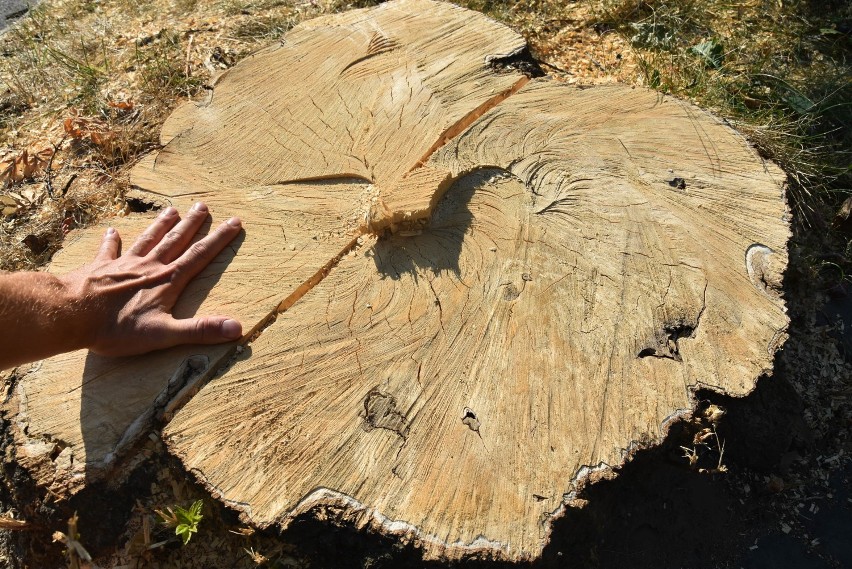 Wycięto stare drzewa na  Karolince w Rybniku