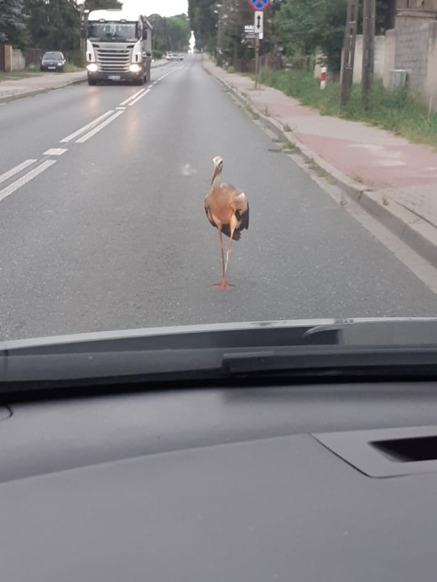 Dzikie zwierzęta na ulicach Tomaszowa Mazowieckiego. Jak często interweniuje straż miejska? [ZDJĘCIA]