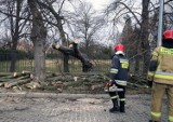 Drzewo spadło na jadący samochód w Bydgoszczy. Silny wiatr i burza w Kujawsko-Pomorskim