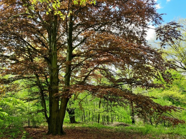 Oba drzewa znajdują się na terenie Arboretum Bramy Morawskiej