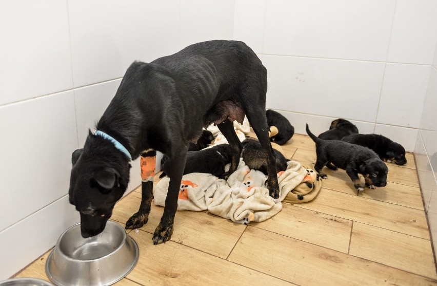 Suczka Agora urodziła siedem szczeniąt w skrajnych warunkach. Pies ma anemię, babeszjozę, grzybicę. O zdrowie psa walczą weterynarze [FOTO]