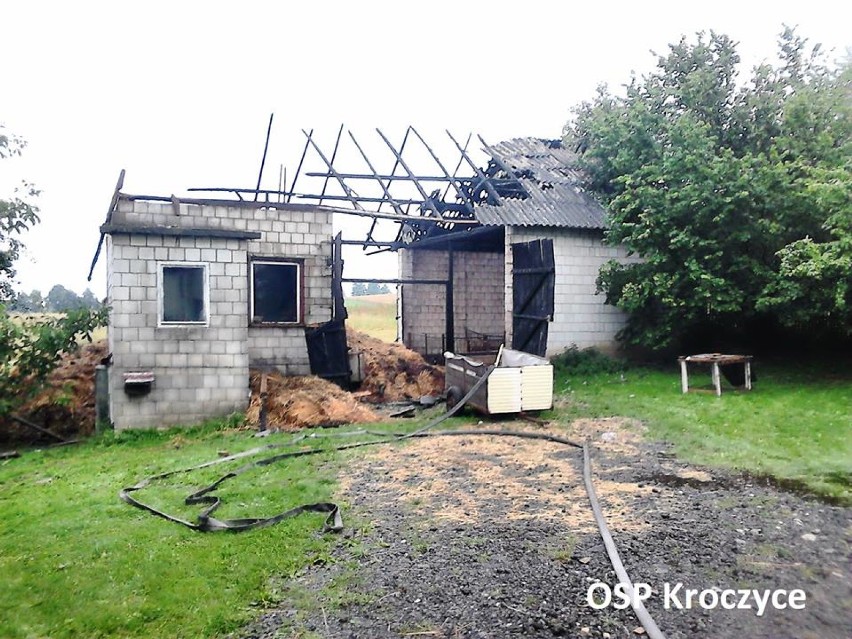 Pożar obory w Dobrogoszczycach. Uratowano cielaka [FOTO]