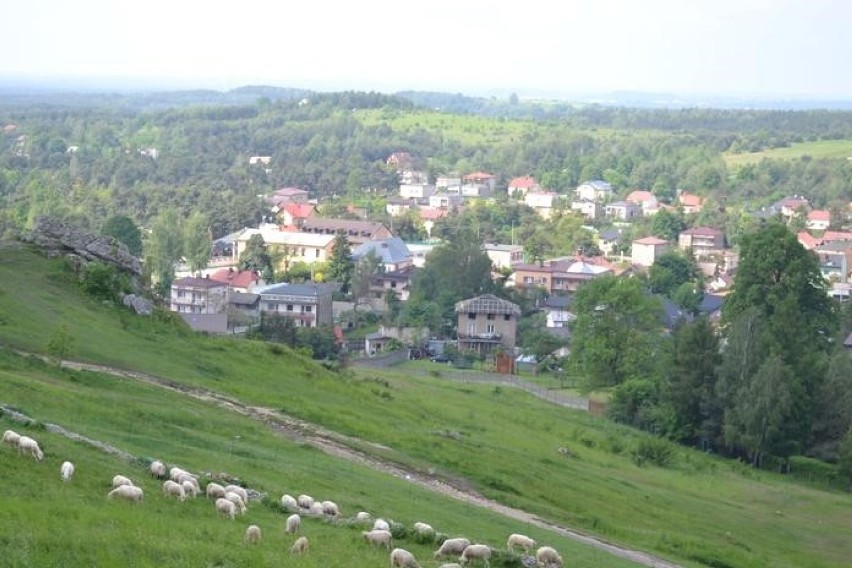 Owce na  zamku  w Olsztynie ZDJĘCIA