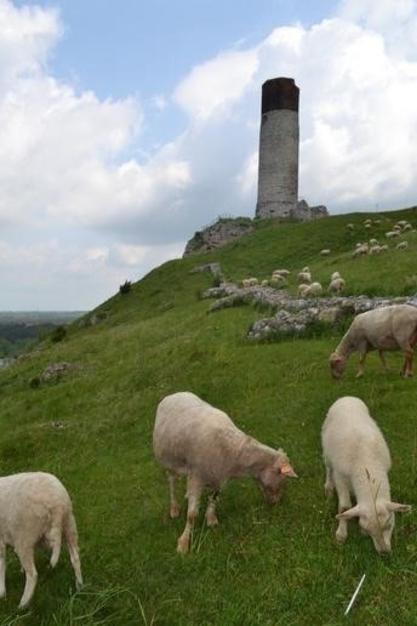 Owce na  zamku  w Olsztynie ZDJĘCIA