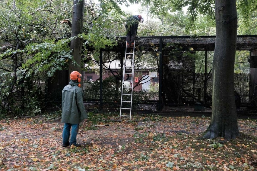 Zniszczenia po Ksawerym w zoo tak duże, że nadal jest zamknięte [ZDJĘCIA]